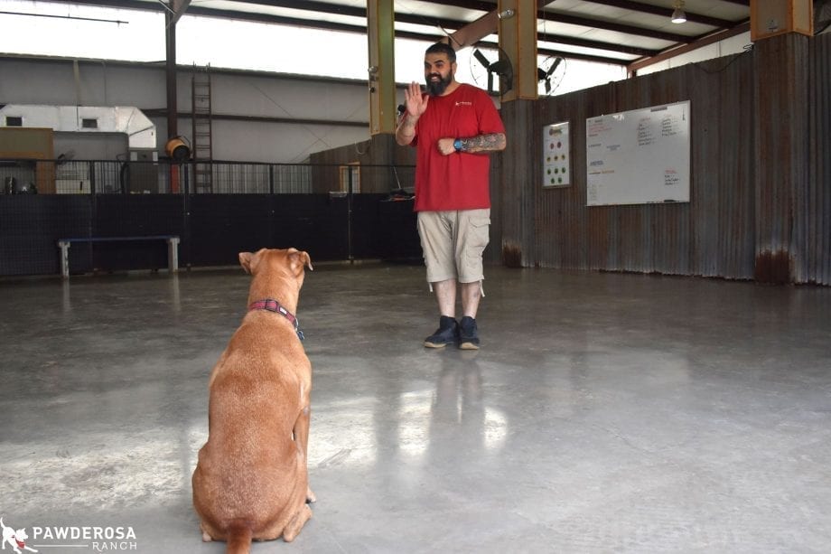 San Antonio Dog Trainer
