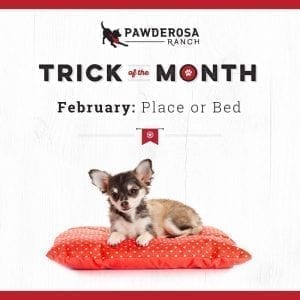 Pawderosa Ranch offers dog training