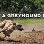Greyhound Running