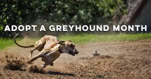 Greyhound Running