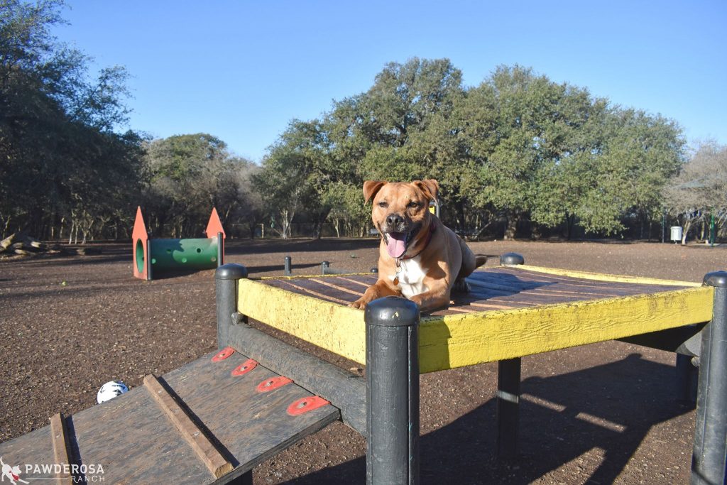 San Antonio Dog Parks | Pawderosa Ranch