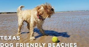Dog playing on a beach with a tennis ball - Texas Dog Friendly Beaches