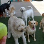 A group of dogs at a san antonio dog daycare