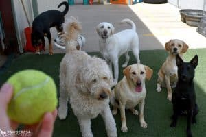 A group of dogs at a san antonio dog daycare