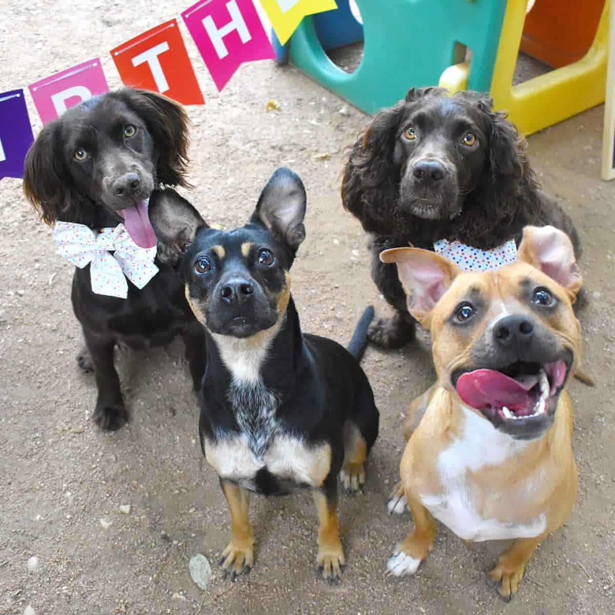 2021 Dog Friendly Holiday Activities San Antonio