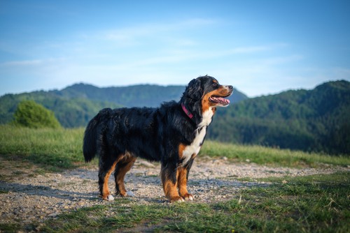 outdoor mountain dog