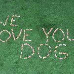 Dog treats says "We Love Your Dog"
