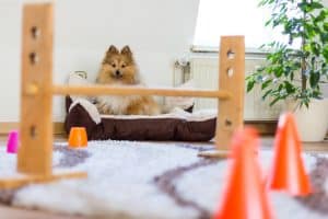 indoor dog course