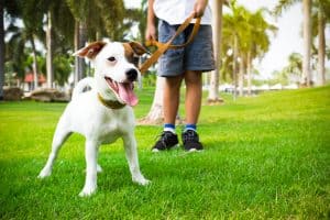 Fun alternative ways to beat the heat with your pup