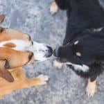 Dog socialization with two dogs