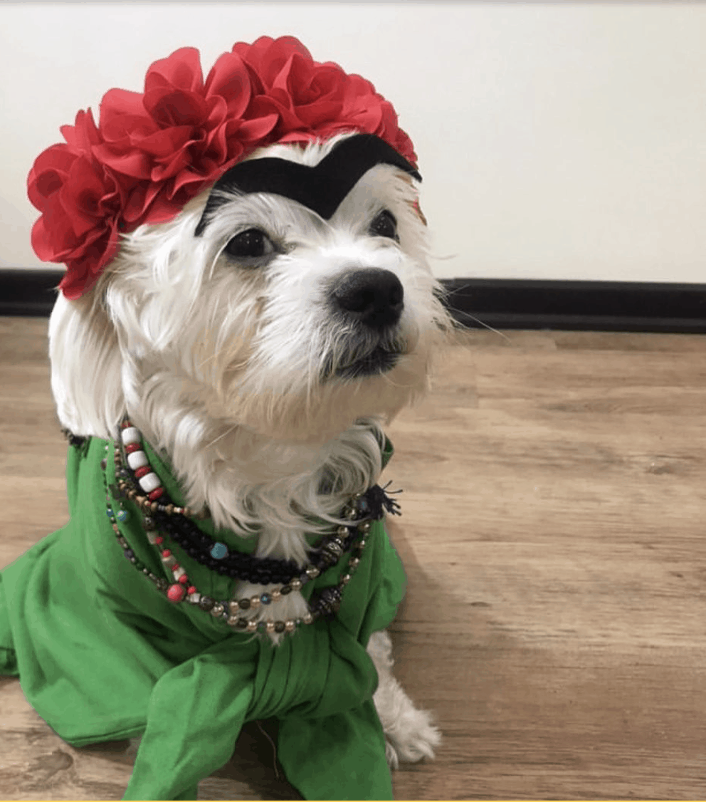 Dog in Frida Kahlo DIY costume