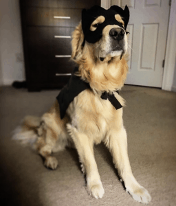 Dog in superhero costume