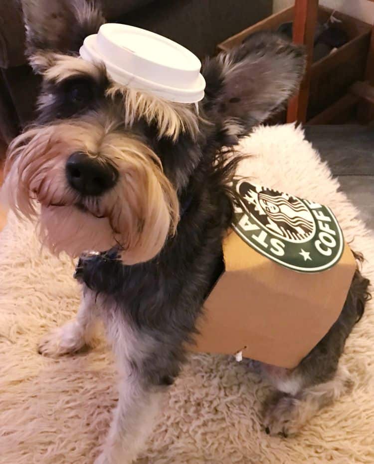 dog in Starbucks costume