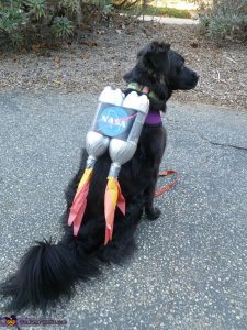 Dog in NASA DIY costume