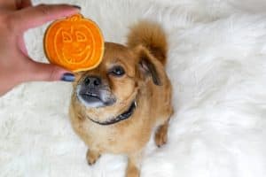 Simple DIY Dog Treats for Halloween