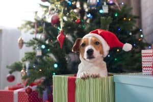 dog inside gift near Christmas tree