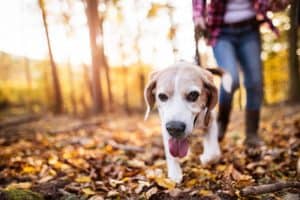 senior beagle walking around in leaves