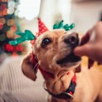 Dog getting a holiday treat from hand