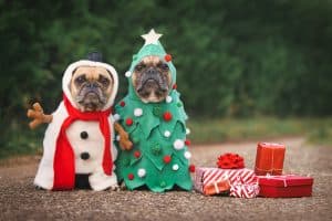dogs dressed up for the Holidays