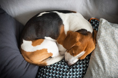 Beagle curled up in a ball on a bed