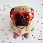 Pug wearing Valentine's Day glasses