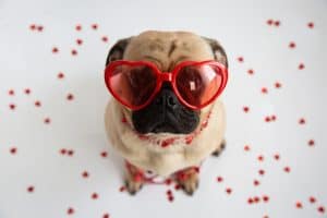 Pug wearing Valentine's Day glasses