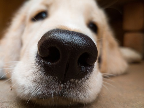 dog's nose up close