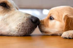 old dog touching nose with young dog