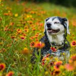 Senior dog laying in the flowers enjoying the day