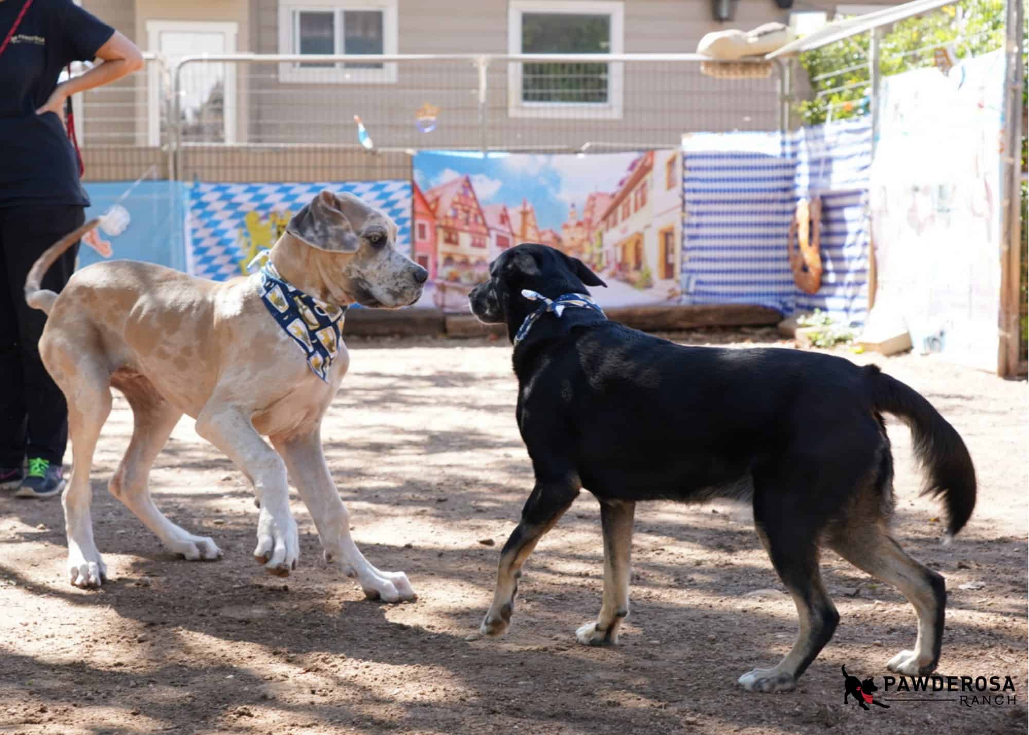dogs playing at Pawderosa Ranch