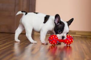 French puppy playing with red toy