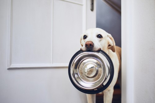 lab holding his silver dog bowl