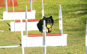 Dog playing flyball
