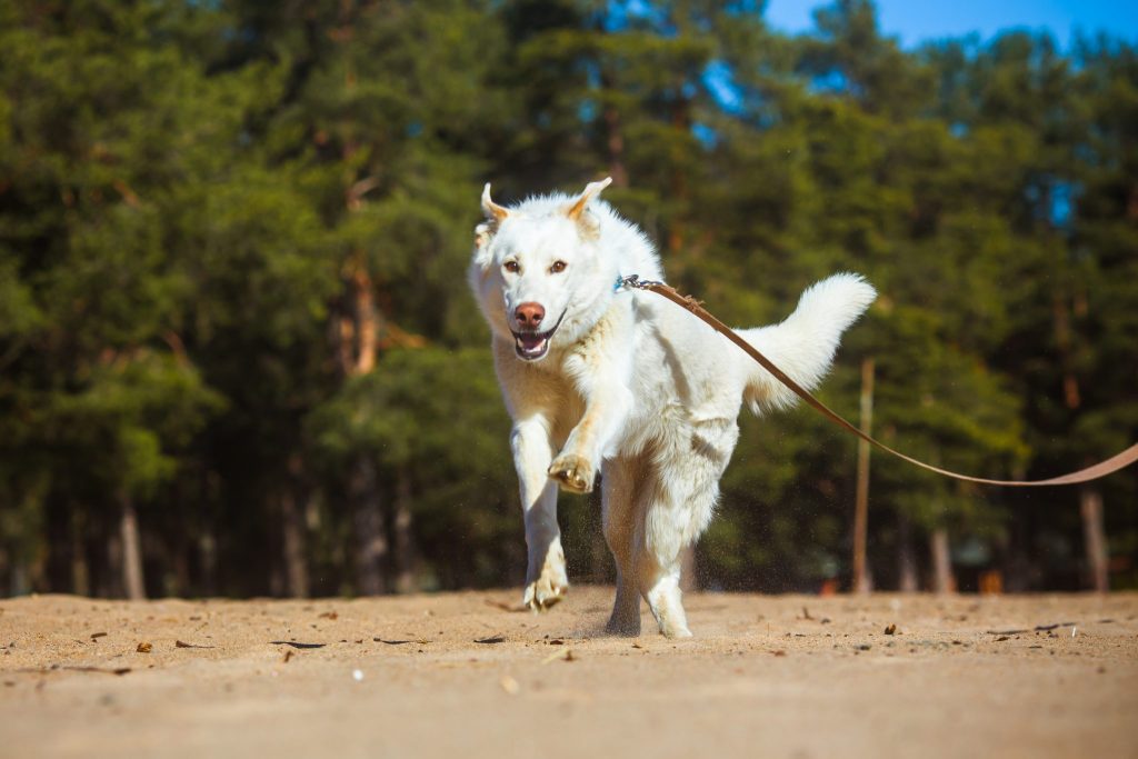 Dog Daycare & Dog Boarding in San Antonio | Pawderosa Ranch