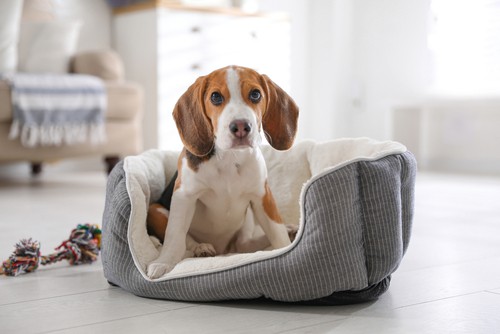 Beagle in their dog bed