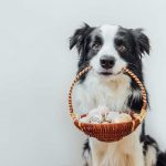 dog holding basket of Easter eggs