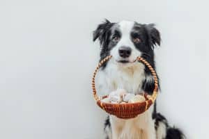 dog holding basket of Easter eggs