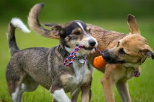 dogs playing with a toy