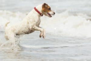 dog jumping into the water