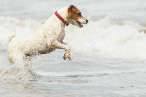 koira hyppää veteen