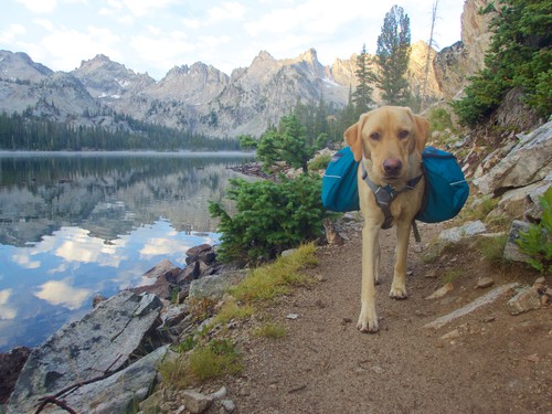 Dog hiking with bags