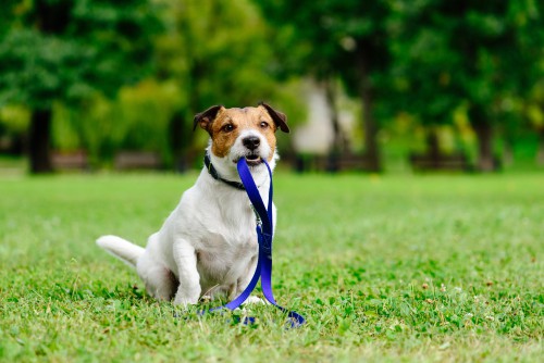 dog holding leash