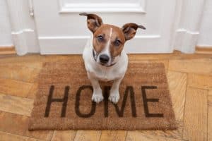 dog sitting on Home mat