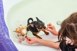 dogs in bathtub