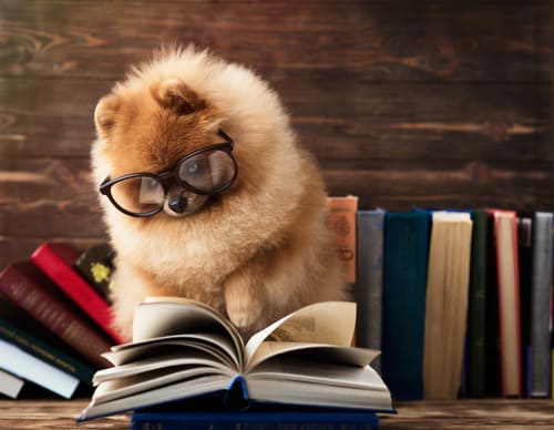 dog doing research