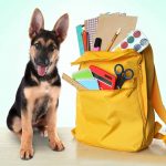 Doggy Daycare - Back To School