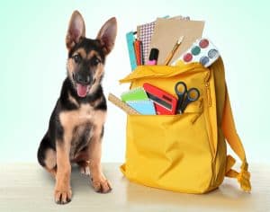 Doggy Daycare - Back To School