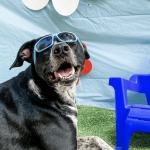 Dog wearing sunglasses smiling neck to blue lawn chair. Dog fashion trends: the hottest styles for pawsome pooches.