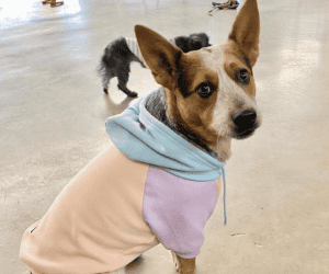 Dog facing camera wearing a multicolored sweatshirt. Dog Fashion Trends