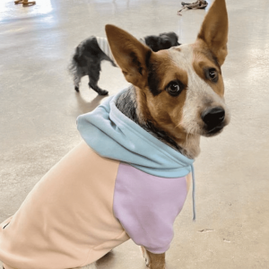 Dog facing camera wearing a multicolored sweatshirt. Dog Fashion Trends